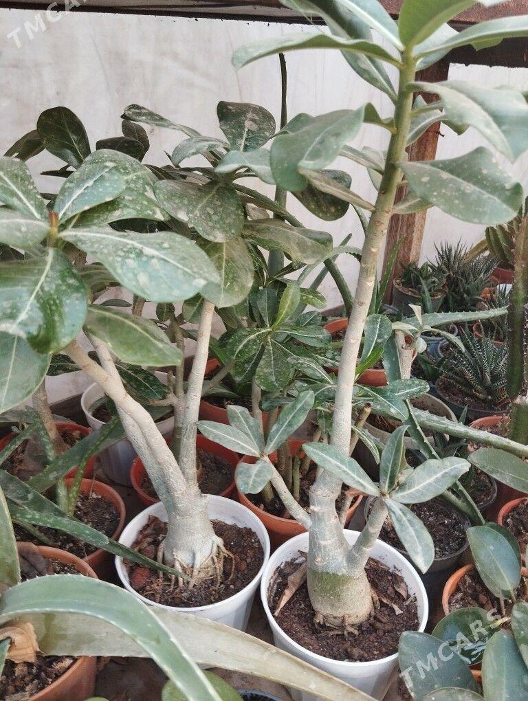 цветы растения торф - Ашхабад - img 9