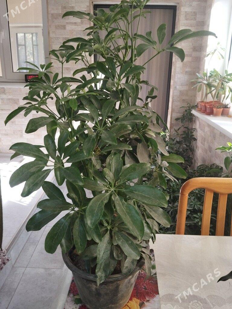 цветы растения торф - Ашхабад - img 2