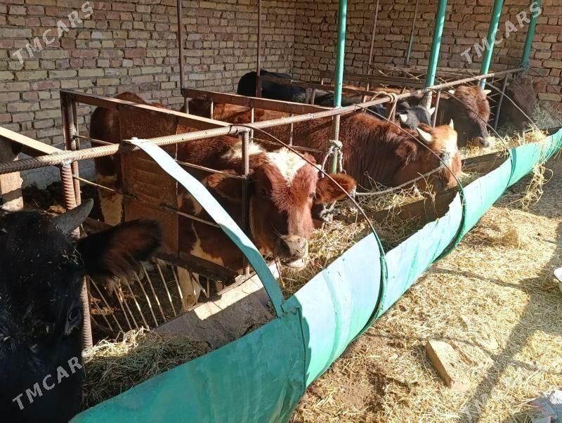 OKUZLER - Туркменабат - img 1