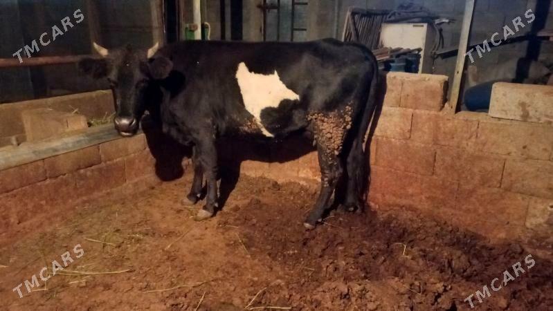 Goleli sygyr. - Aşgabat - img 3