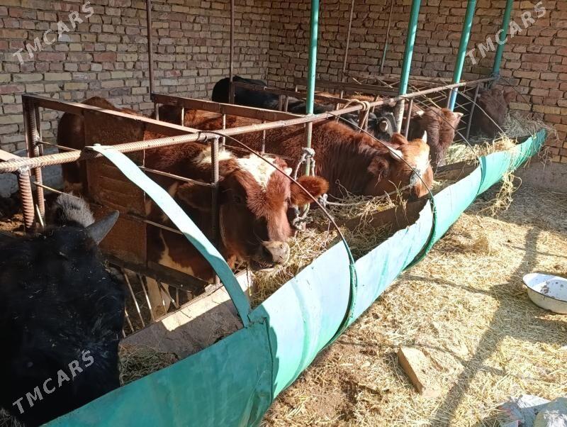 OKUZLER - Туркменабат - img 3