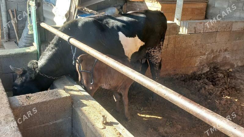 Goleli sygyr. - Aşgabat - img 4