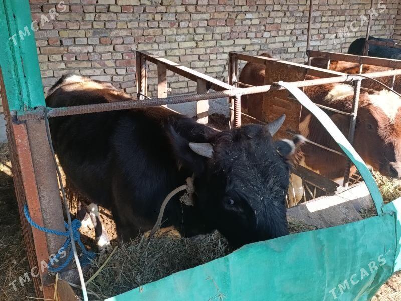 OKUZLER - Туркменабат - img 2