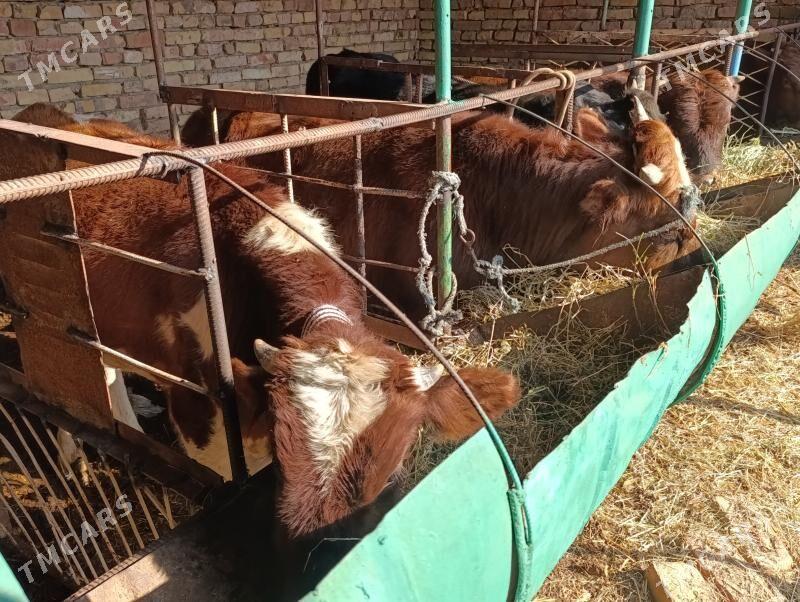 OKUZLER - Туркменабат - img 4