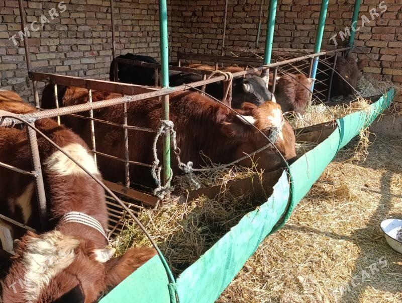 OKUZLER - Туркменабат - img 5