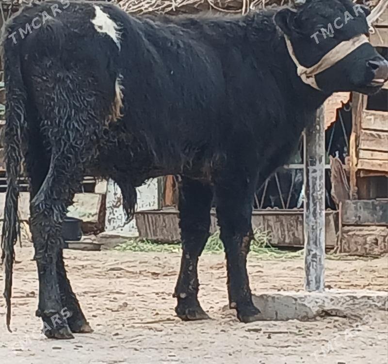 öküz - Бузмеин - img 1