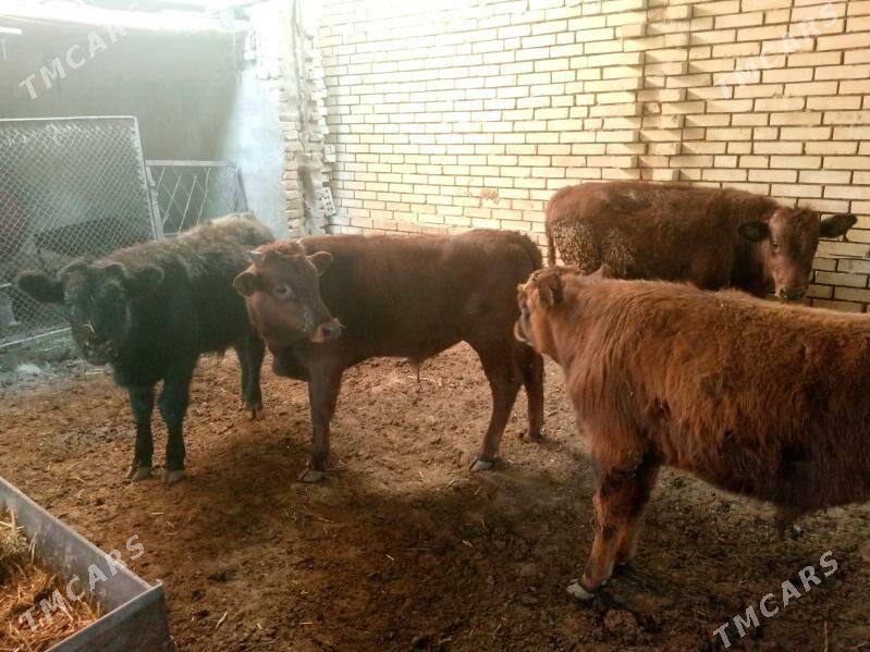 1yas 3lyk okuzceler - Mary - img 2