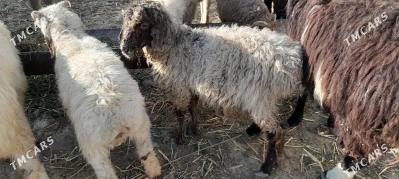 Tokly - Gökdepe - img 2