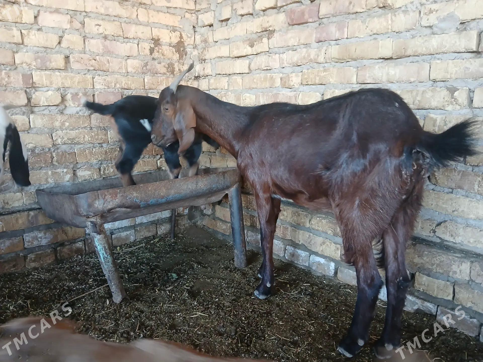 Пакистан метис гечи - Kerki - img 2