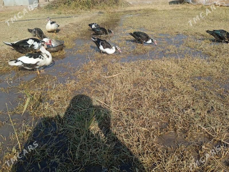 ördekler - Türkmengala - img 2