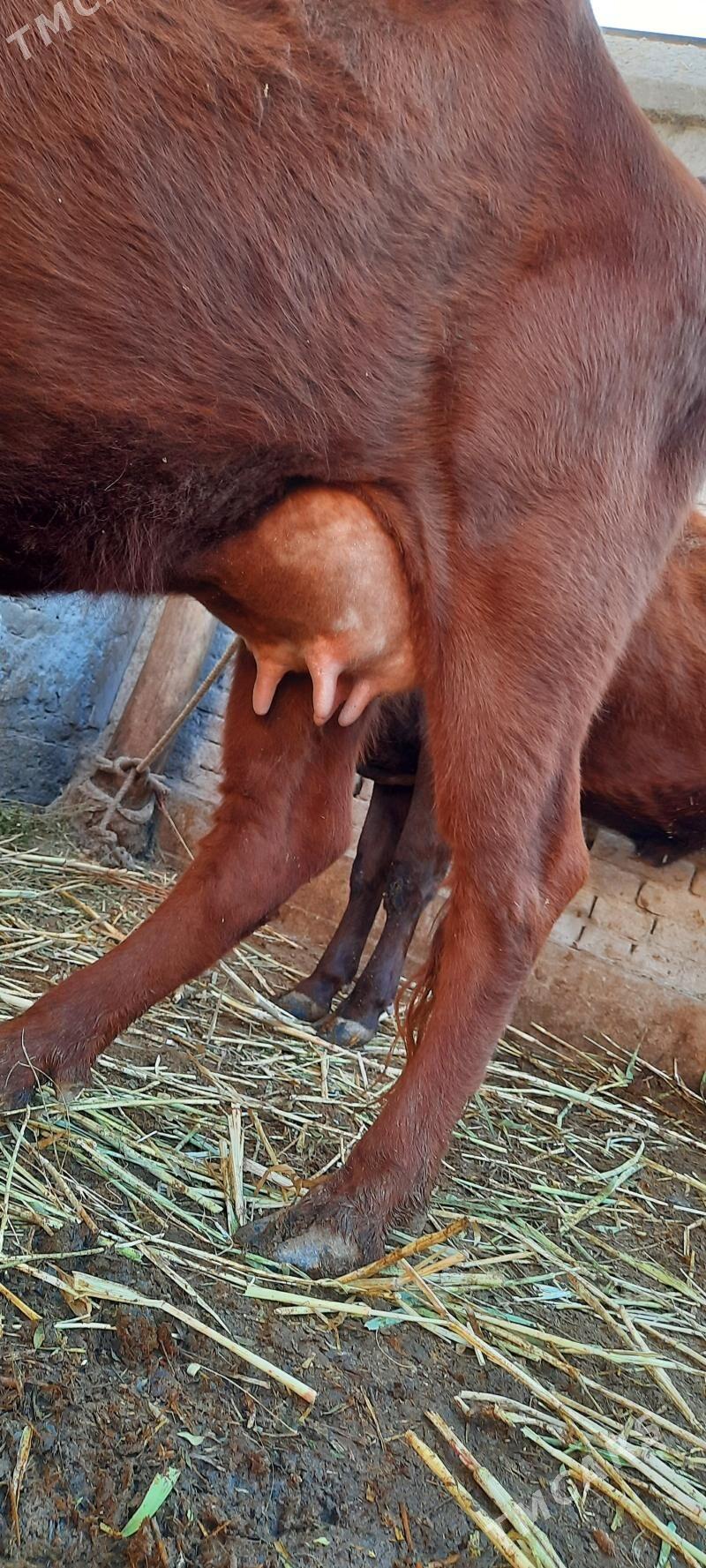 PARODA GÖLELI SYGYR - Кёнеургенч - img 6