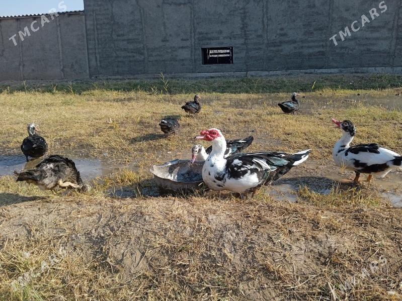 ördekler - Türkmengala - img 1