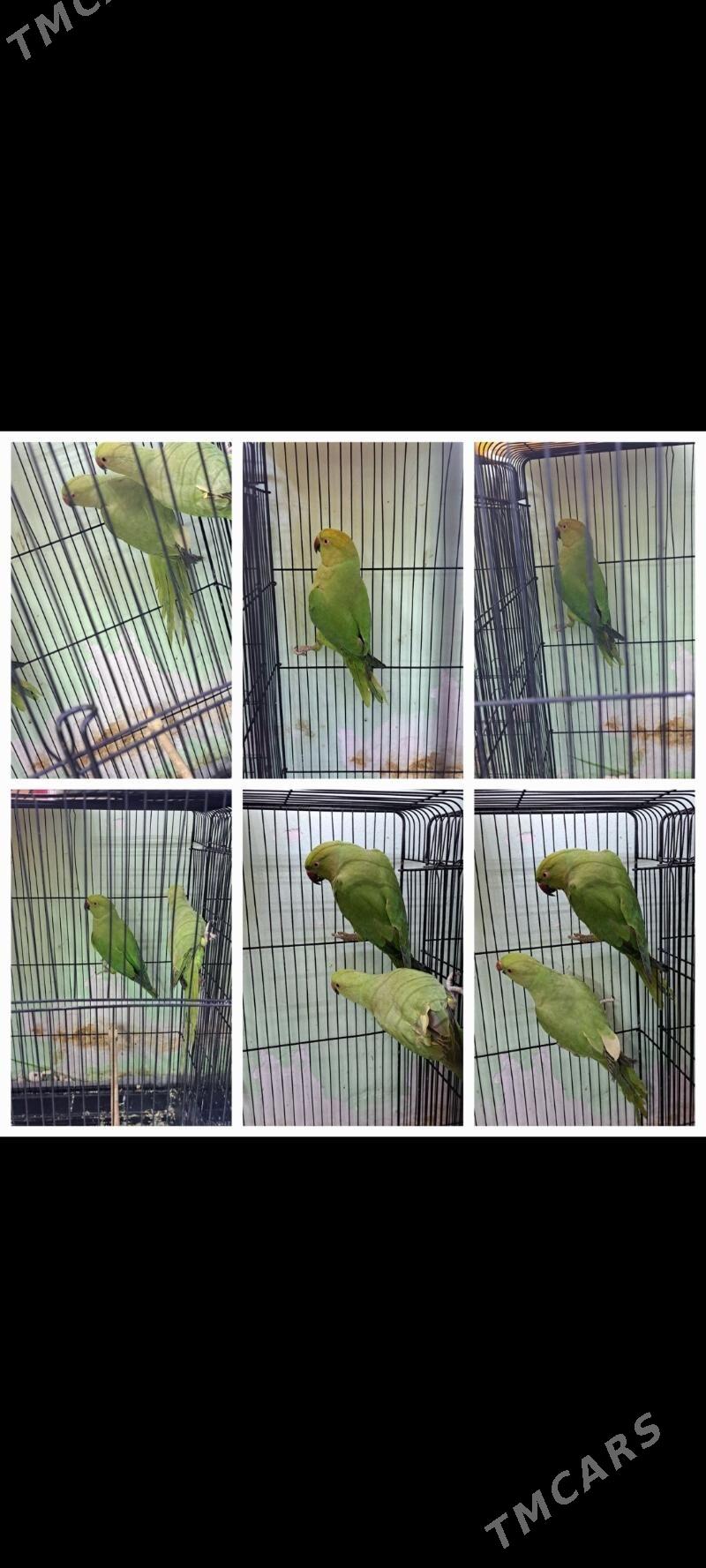 попугаи - Aşgabat - img 1