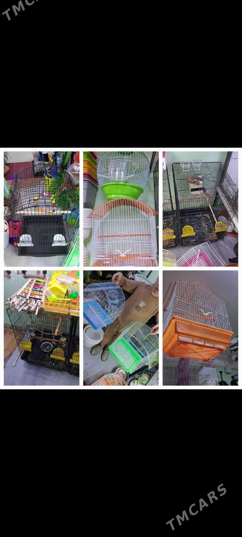 попугаи - Aşgabat - img 5