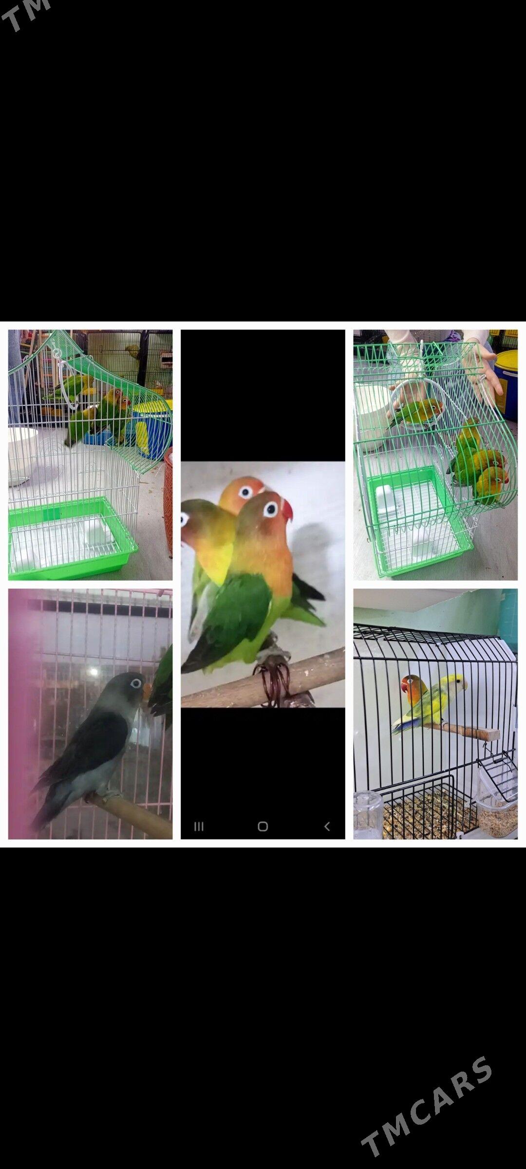 попугаи - Aşgabat - img 2