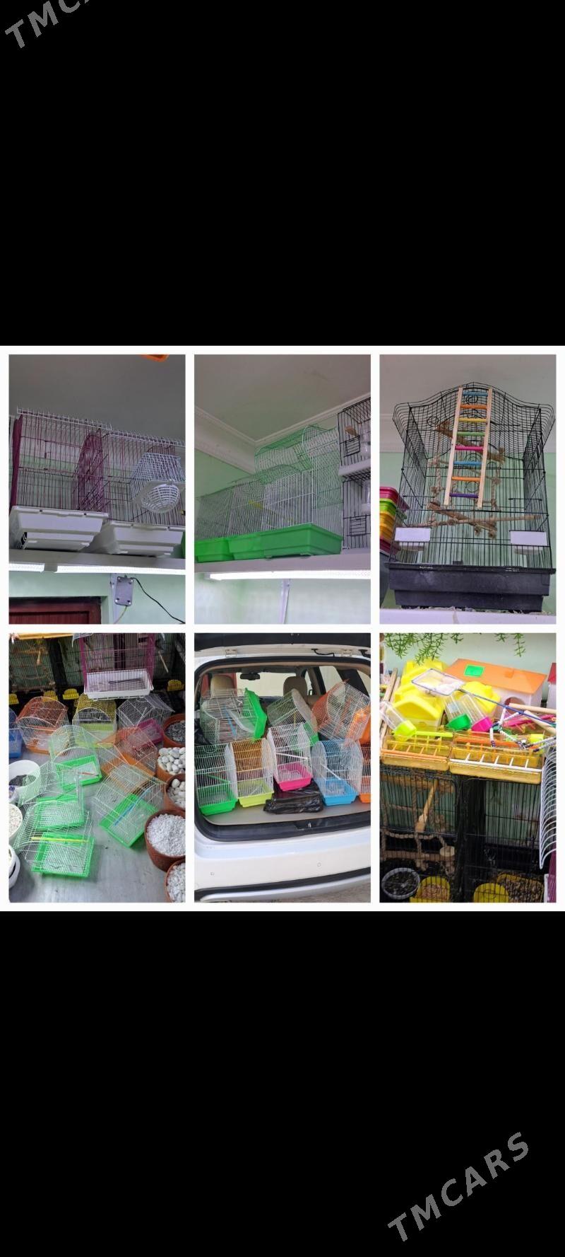 попугаи - Aşgabat - img 4