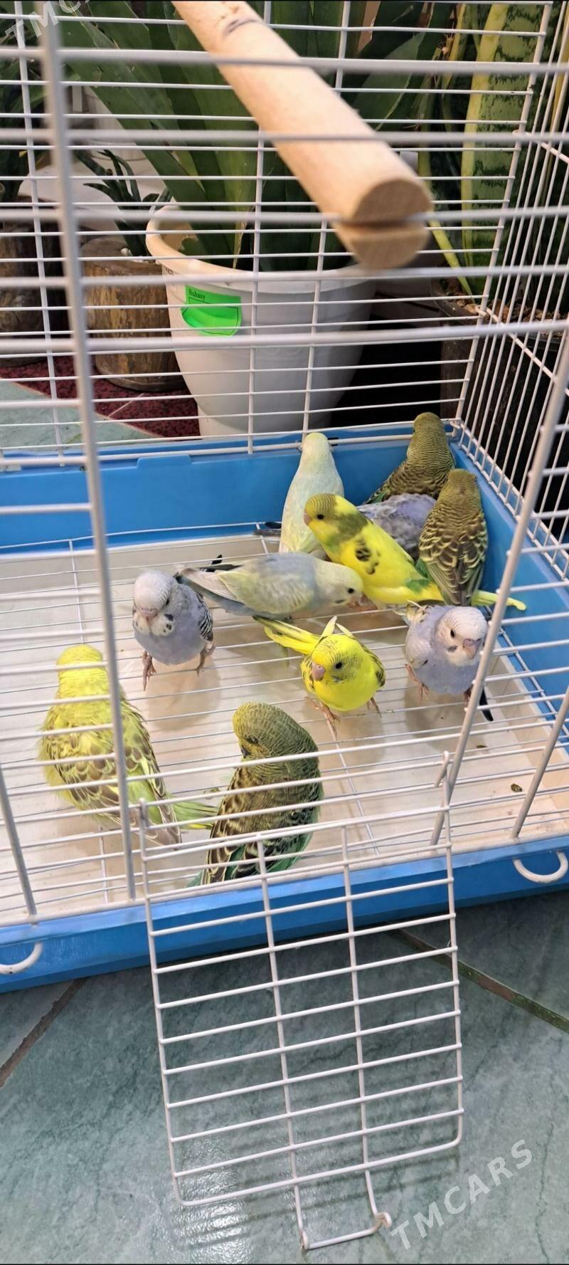 попугаи - Aşgabat - img 3