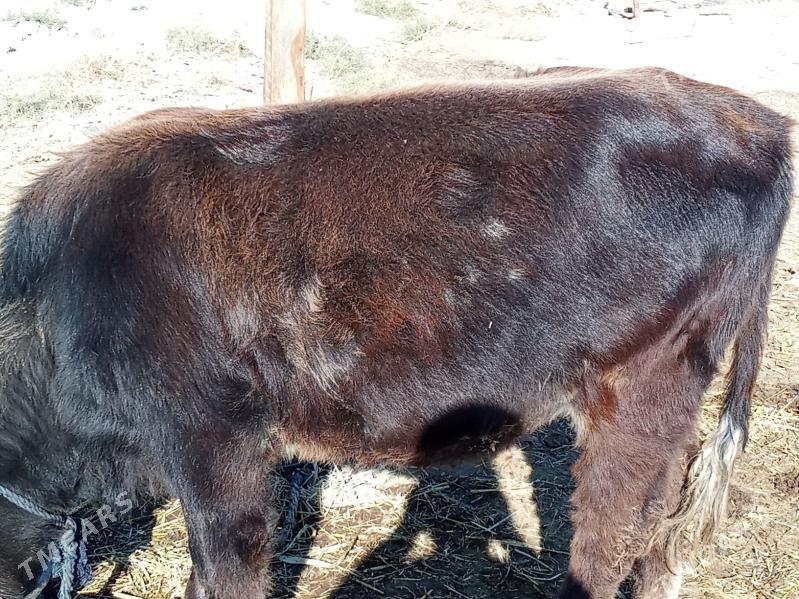 tuwe - Bäherden - img 1