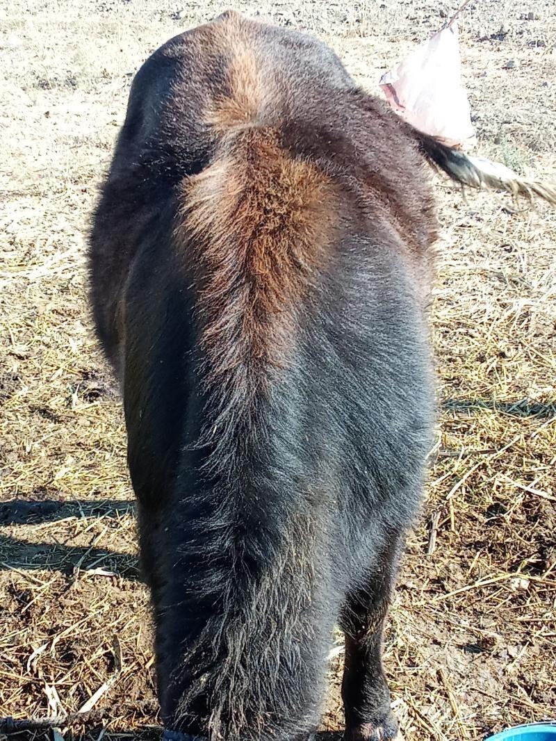 tuwe - Bäherden - img 3