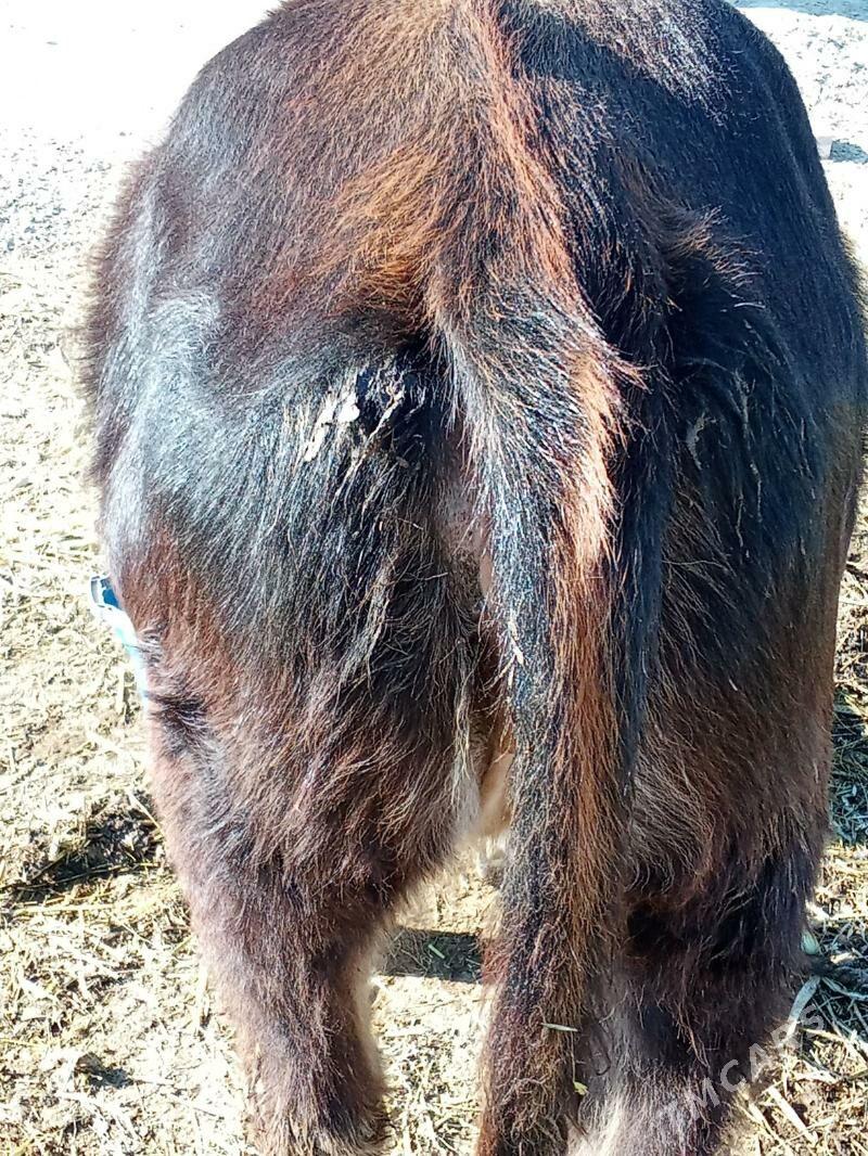 tuwe - Bäherden - img 2