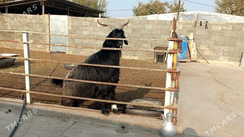 Bakilan azan. - Aşgabat - img 2