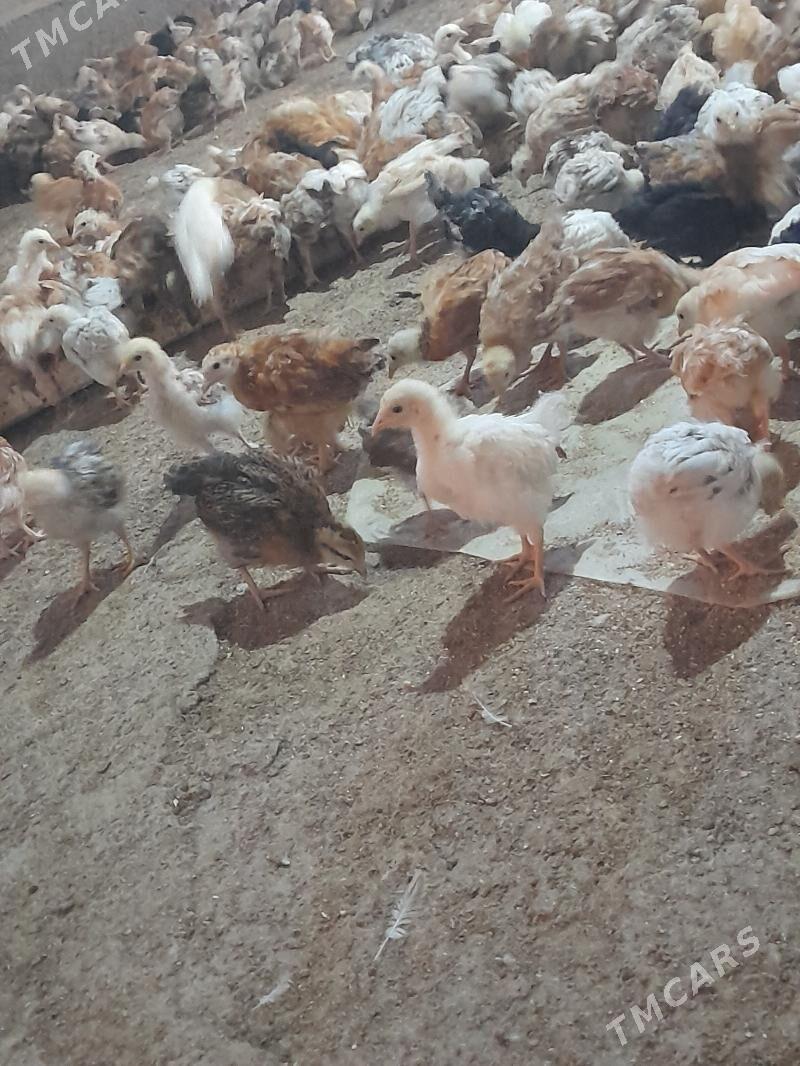 jüýje - Кака - img 4