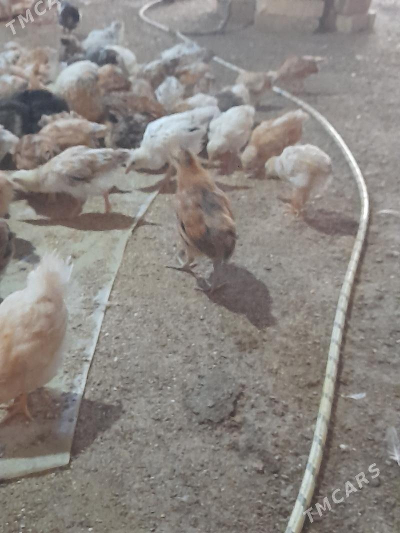 jüýje - Кака - img 2