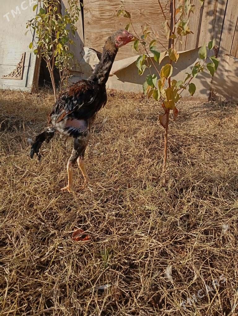 tasgent horaz - Джебел - img 2