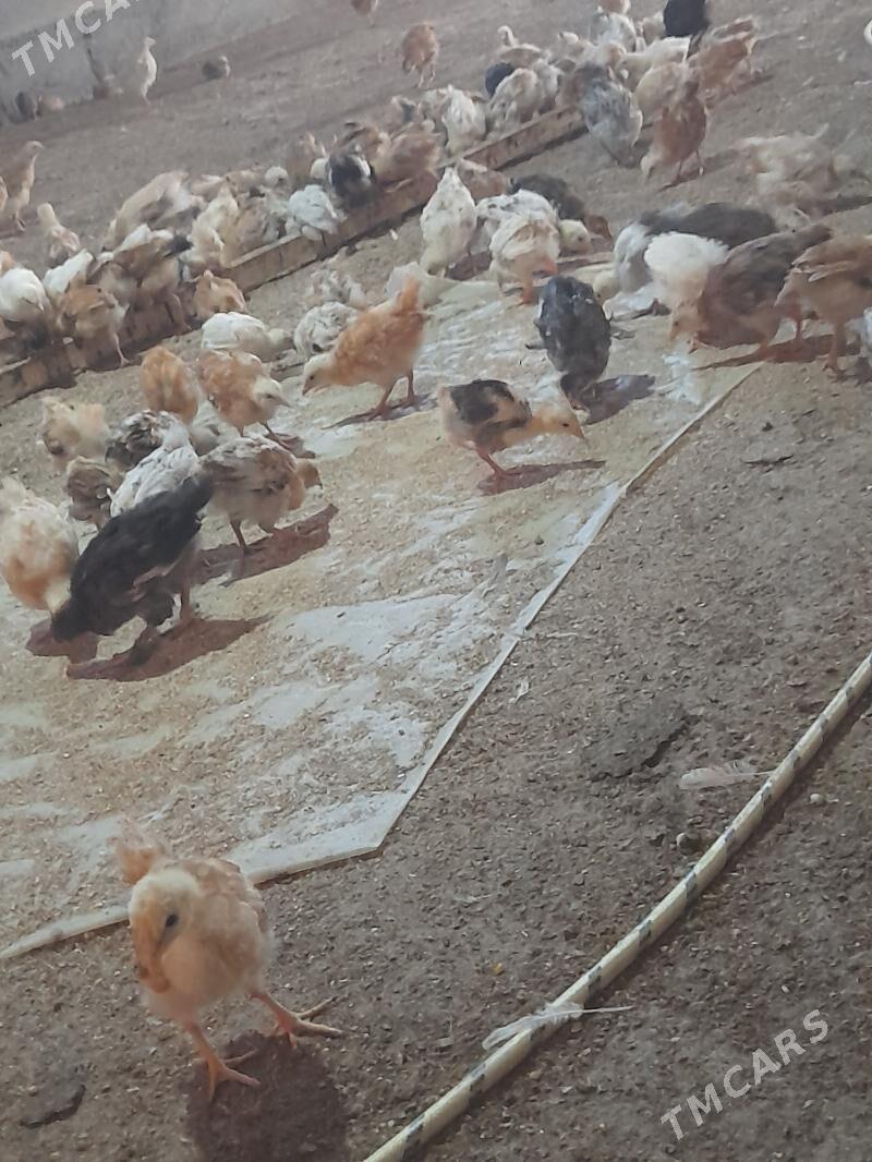 jüýje - Кака - img 3