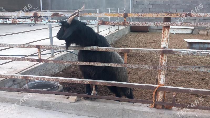 Bakilan azan. - Aşgabat - img 3