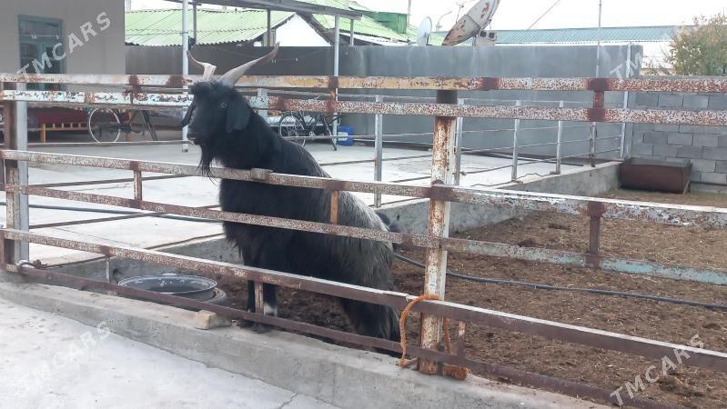 Bakilan azan. - Aşgabat - img 4