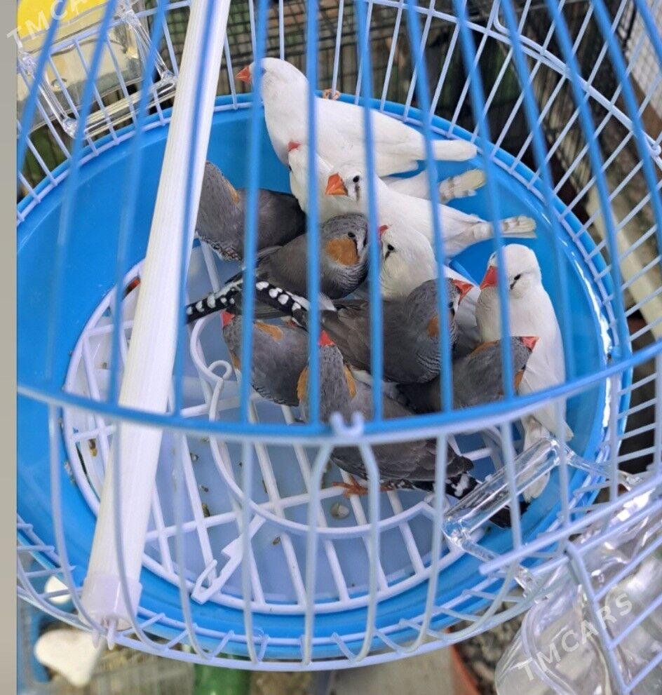 попугаи - Aşgabat - img 6