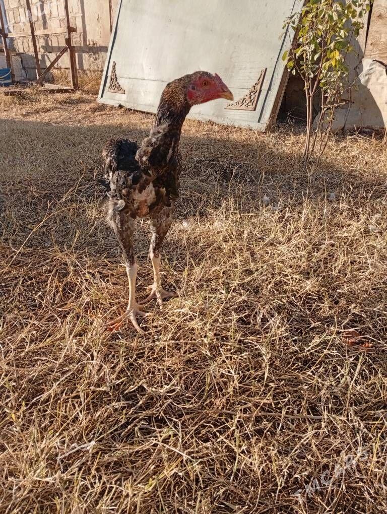 tasgent horaz - Джебел - img 3