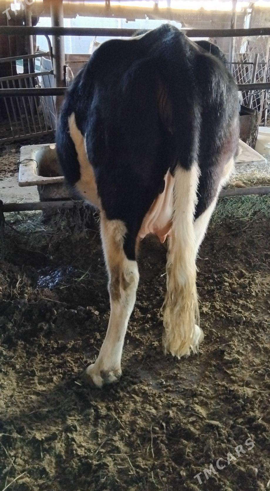 AGYR BOGAZ SYGYR - Анев - img 3