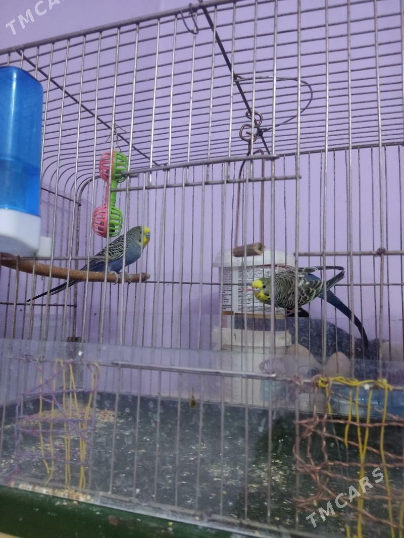 Guşlar - Hitrowka - img 2