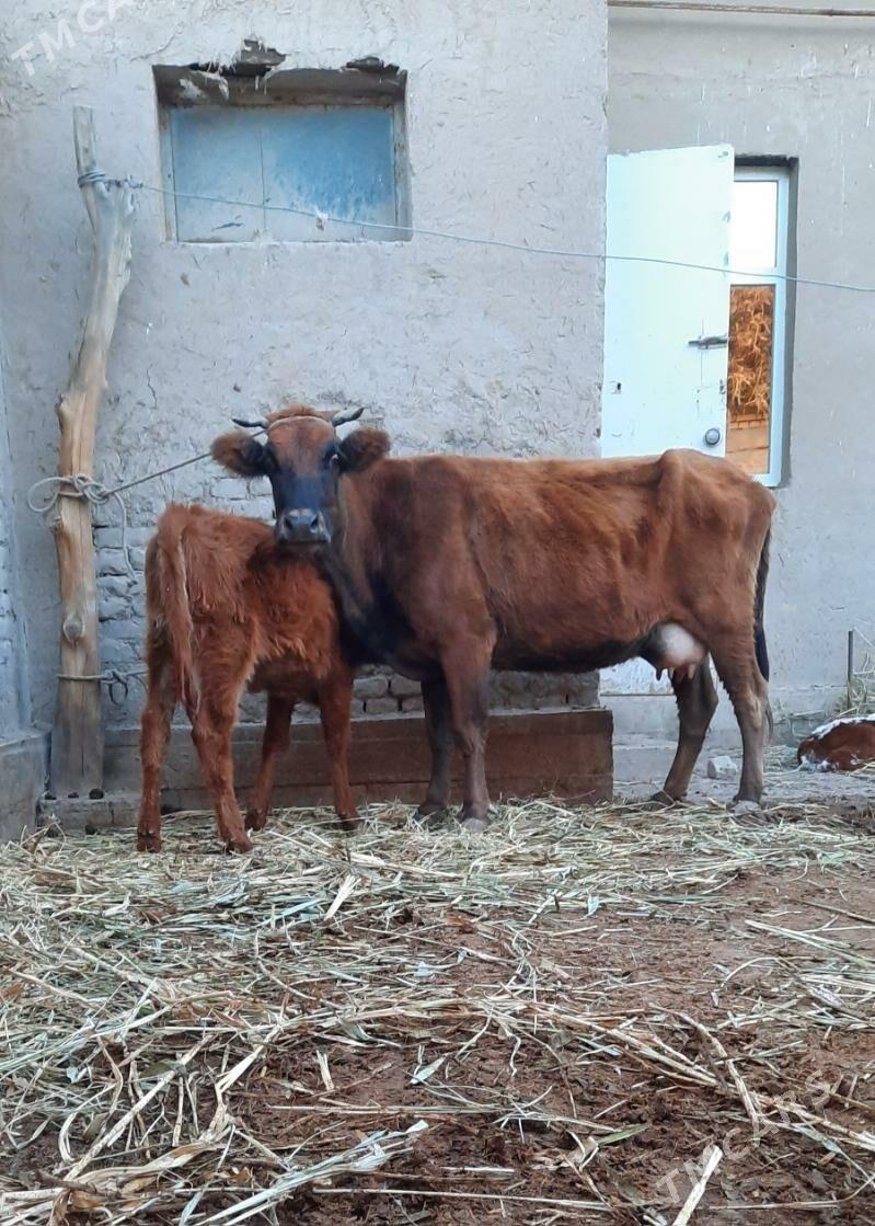 ULY GÖLELI GÖLELI SYGYR - Köneürgenç - img 3