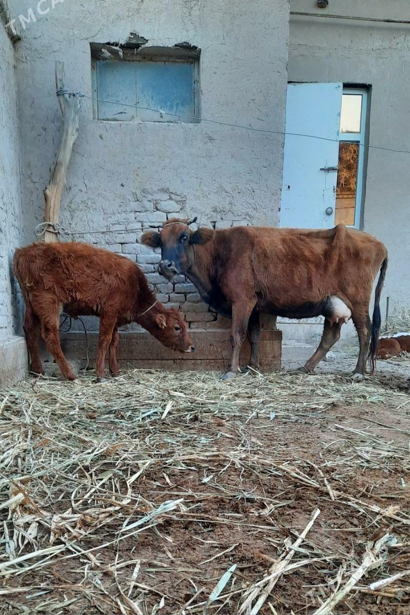 ULY GÖLELI GÖLELI SYGYR - Köneürgenç - img 1