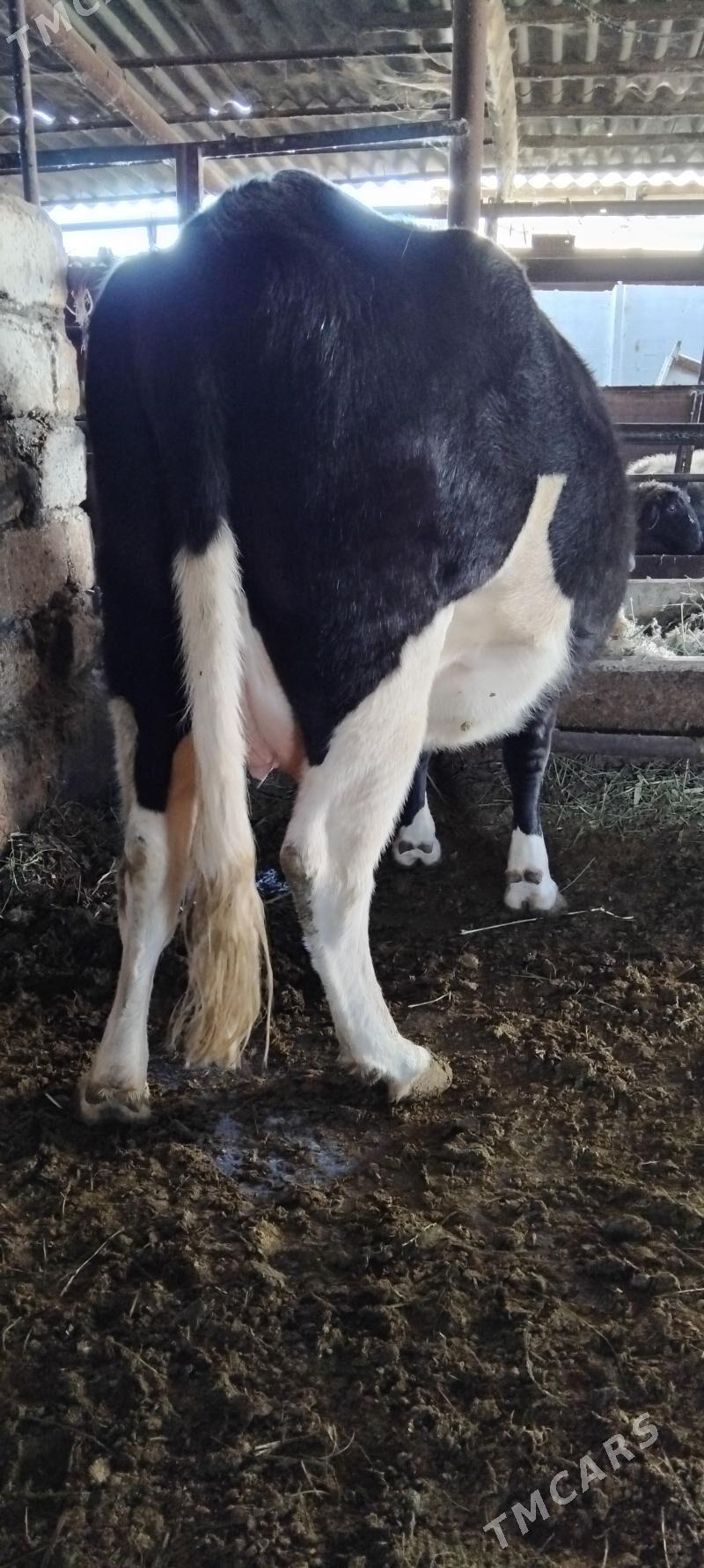 AGYR BOGAZ SYGYR - Анев - img 5