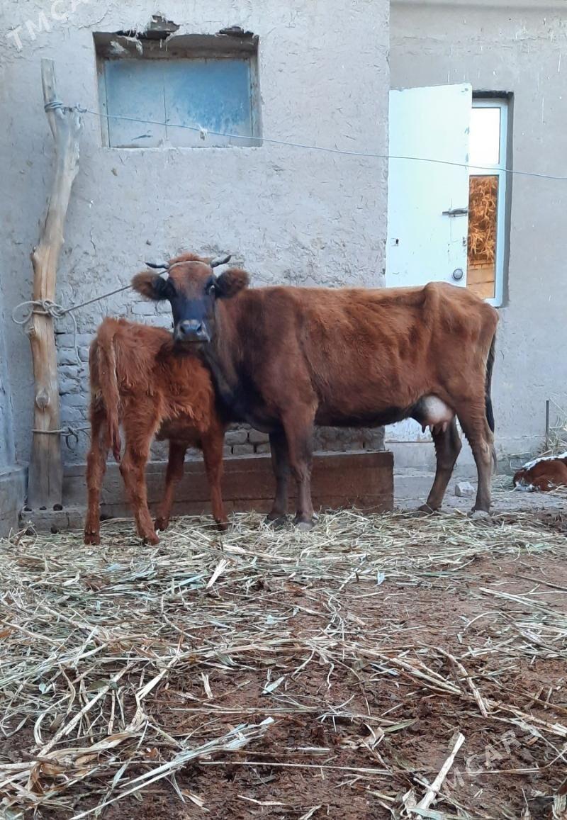 ULY GÖLELI GÖLELI SYGYR - Köneürgenç - img 4