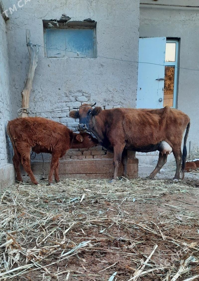 ULY GÖLELI GÖLELI SYGYR - Köneürgenç - img 5