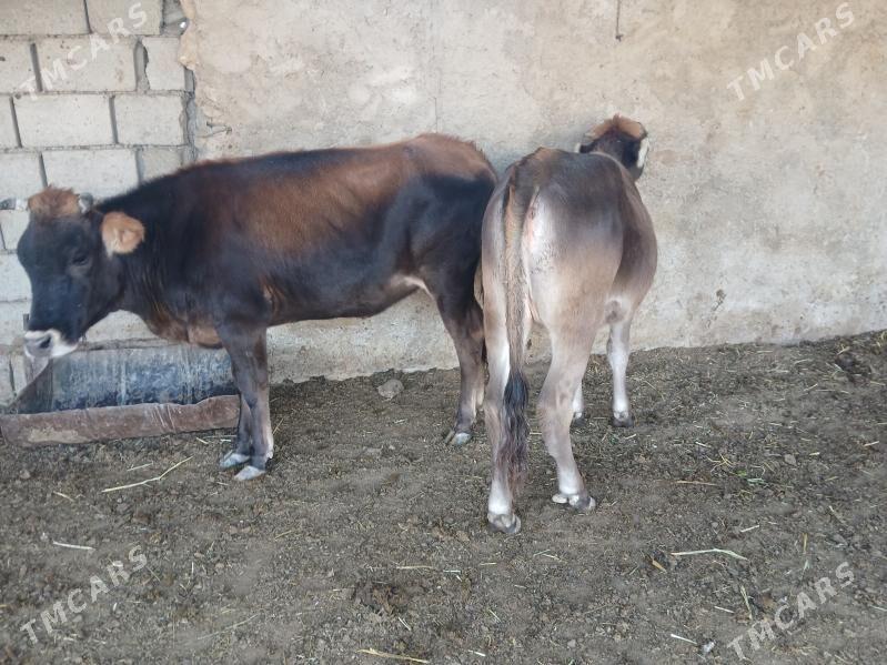 гачарлар - Balkanabat - img 2