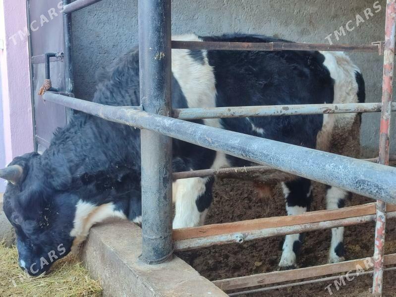 3 саны Окуз - Türkmenabat - img 4