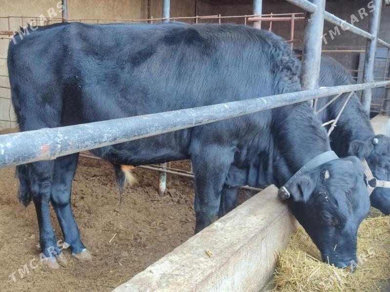 3 саны Окуз - Türkmenabat - img 3