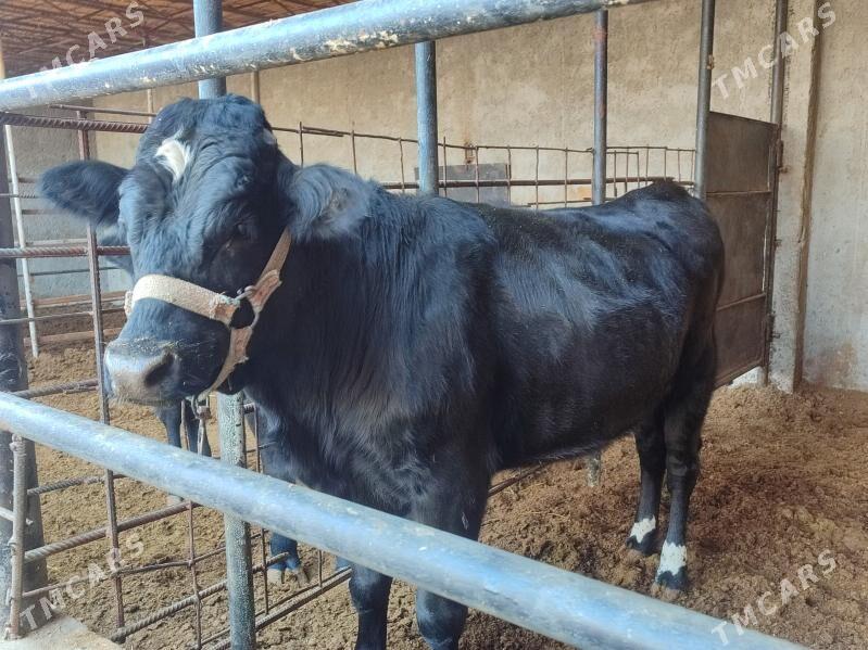 3 саны Окуз - Türkmenabat - img 5