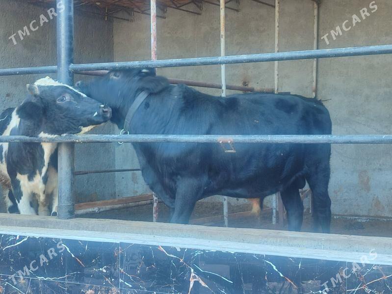 3 саны Окуз - Türkmenabat - img 9