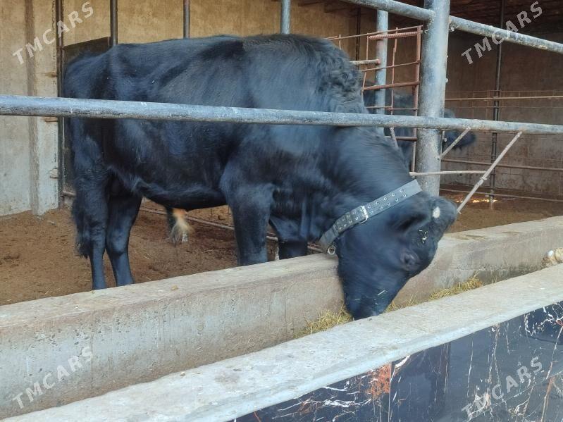 3 саны Окуз - Türkmenabat - img 6