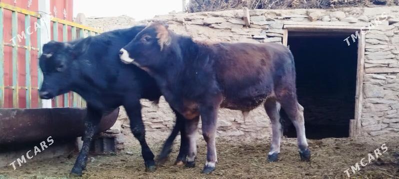 Okuz sygyr - Бахарден - img 2