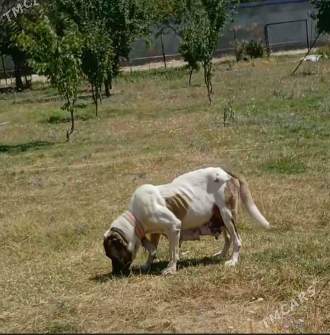 Alabaý güjük - Багир - img 5