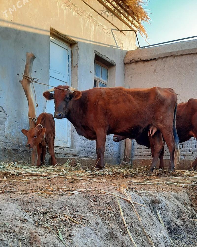 ÝAŞAJYK GÖLELI SYGYRLAR - Köneürgenç - img 2
