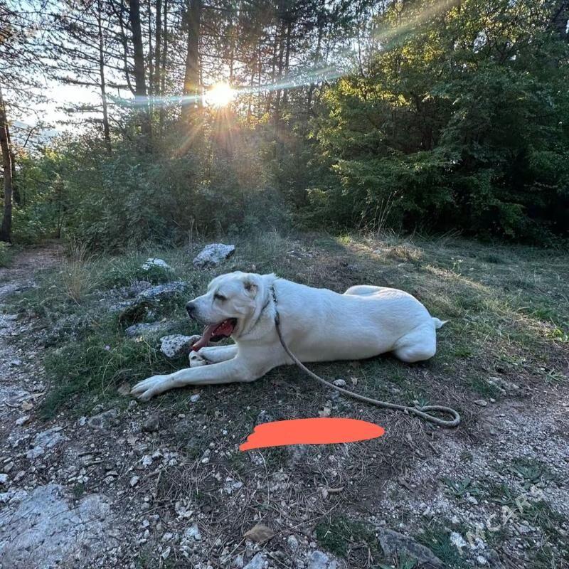 Alabaý güjük - Багир - img 6